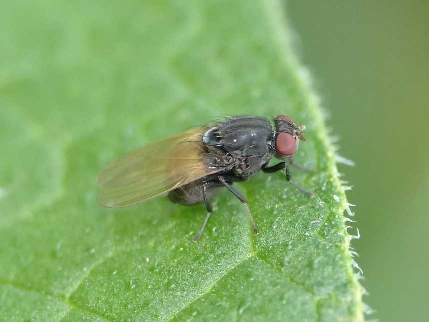 Minettia longipennis (Lauxaniidae)